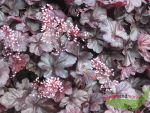 Heuchera Obsidian Purpurglckchen dunkelschoko Blatt hellrosa Blte im 11cm Topf